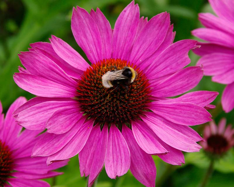 Echinacea purpurea Magnus as seen at Oxford Botanic Gardens