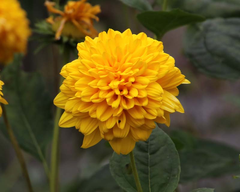 Helianthus Capenoch Star as seen at Oxford Botanic Gardens