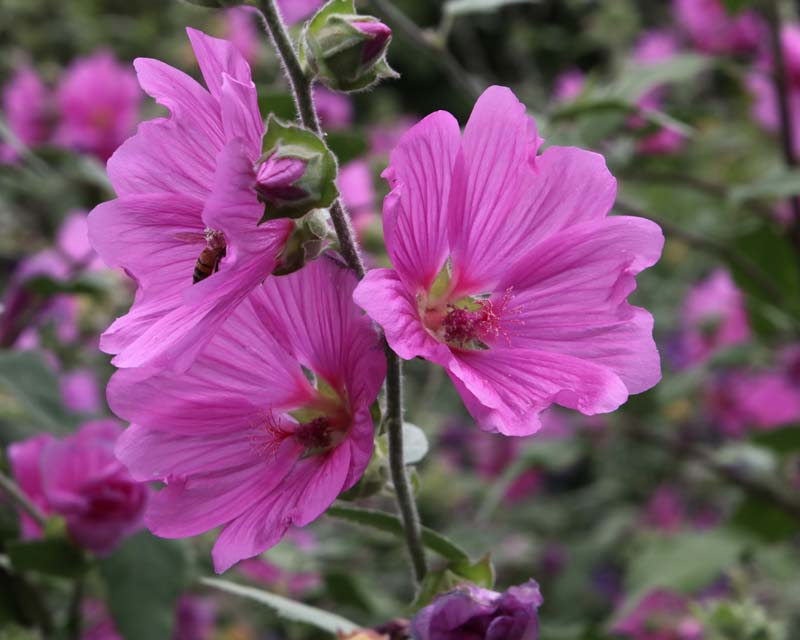 Lavatera clementii Kew Rose as seen at Oxford Botanic Gardens