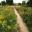 Merton Borders in full bloom, Oxford Botanic Gardens