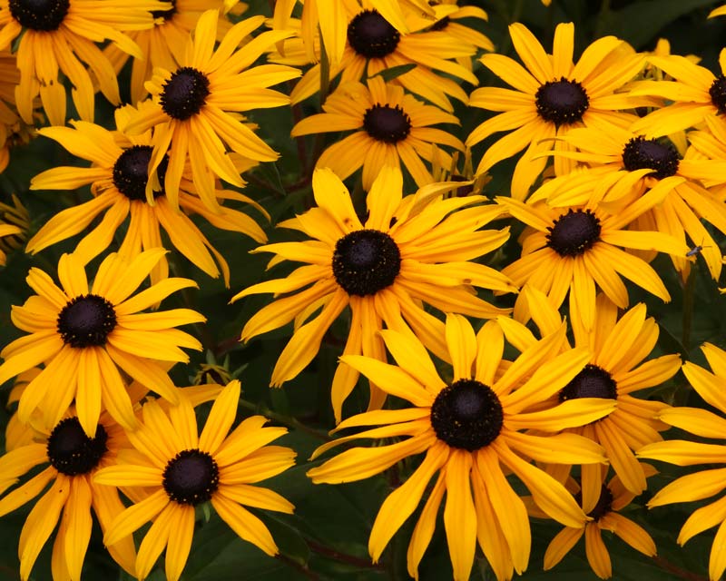 Rudbeckia fulgida Goldsturm at Oxford Botanic Gardens