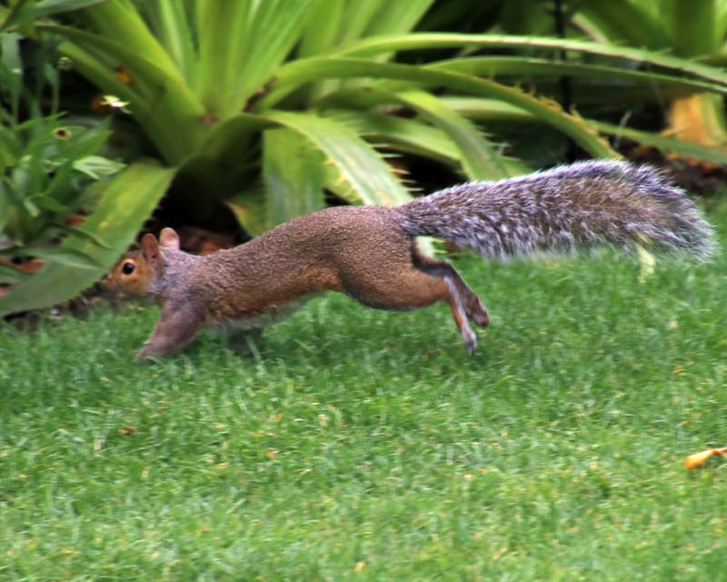 Squirrel Oxford Botanic Gardens