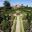 The famous rose garden at Loseley Park