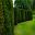 Ancient Yew makes for excellent topiary shapes and hedges - Loseley Park House