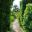 Doorways through topiary hedge walls, lead through to new and lush garden rooms - Loseley Park House