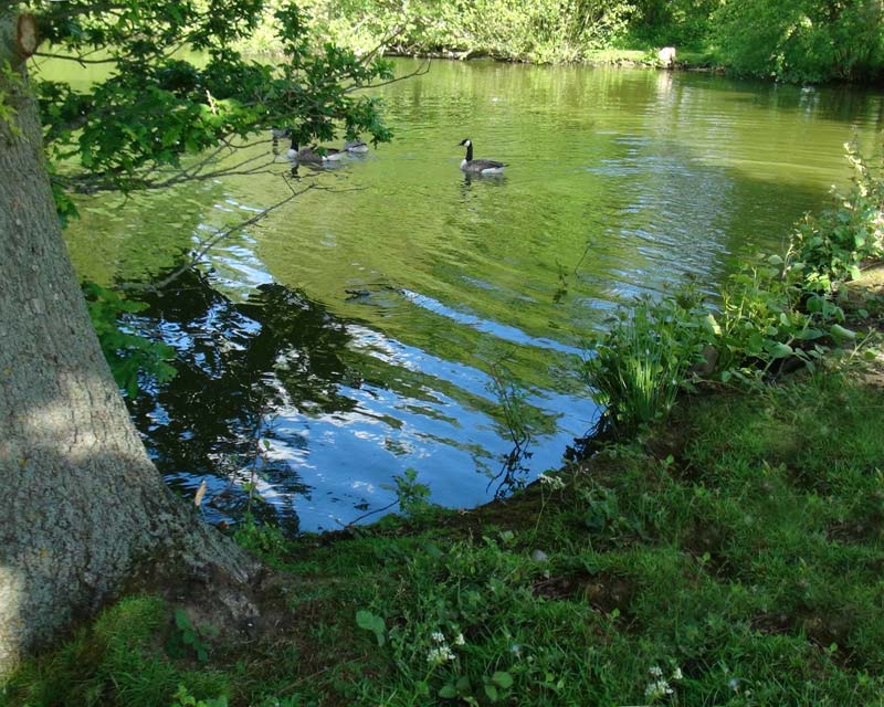 The Lake at Losely Park