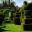 Topiary at Felley Priory