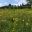 Wild Flower Meadow Felley Priory