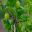 Gooseberries growing in Kitchen Garden Harlow Carr