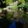 The Lily Pond - Royal Tasmanian Botanical Gardens