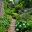 Lush foliage in the Robinson Garden at Hyde Hall