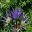 Hyde Hall Eryngium bourgatii Picos Amethyst