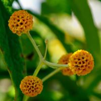 The globe shaped clusters of orange flowers - Buddleja globosa - Beth Chatto Gardens