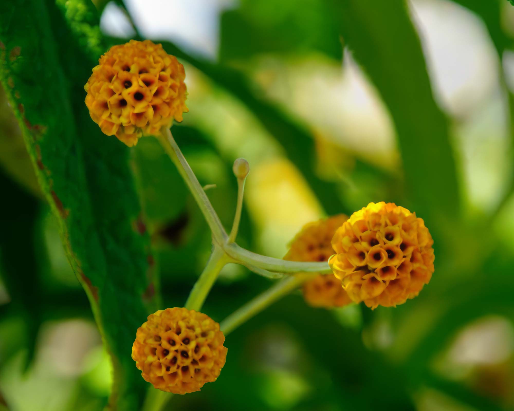 The globe shaped clusters of orange flowers - Buddleja globosa - Beth Chatto Gardens