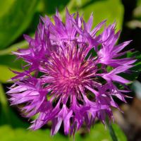 Centaurea Hypoleuca 'John Coutts'  - Beth Chatto Gardens