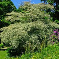 Cornus alternifolia Argentea - Beth Chatto Gardens