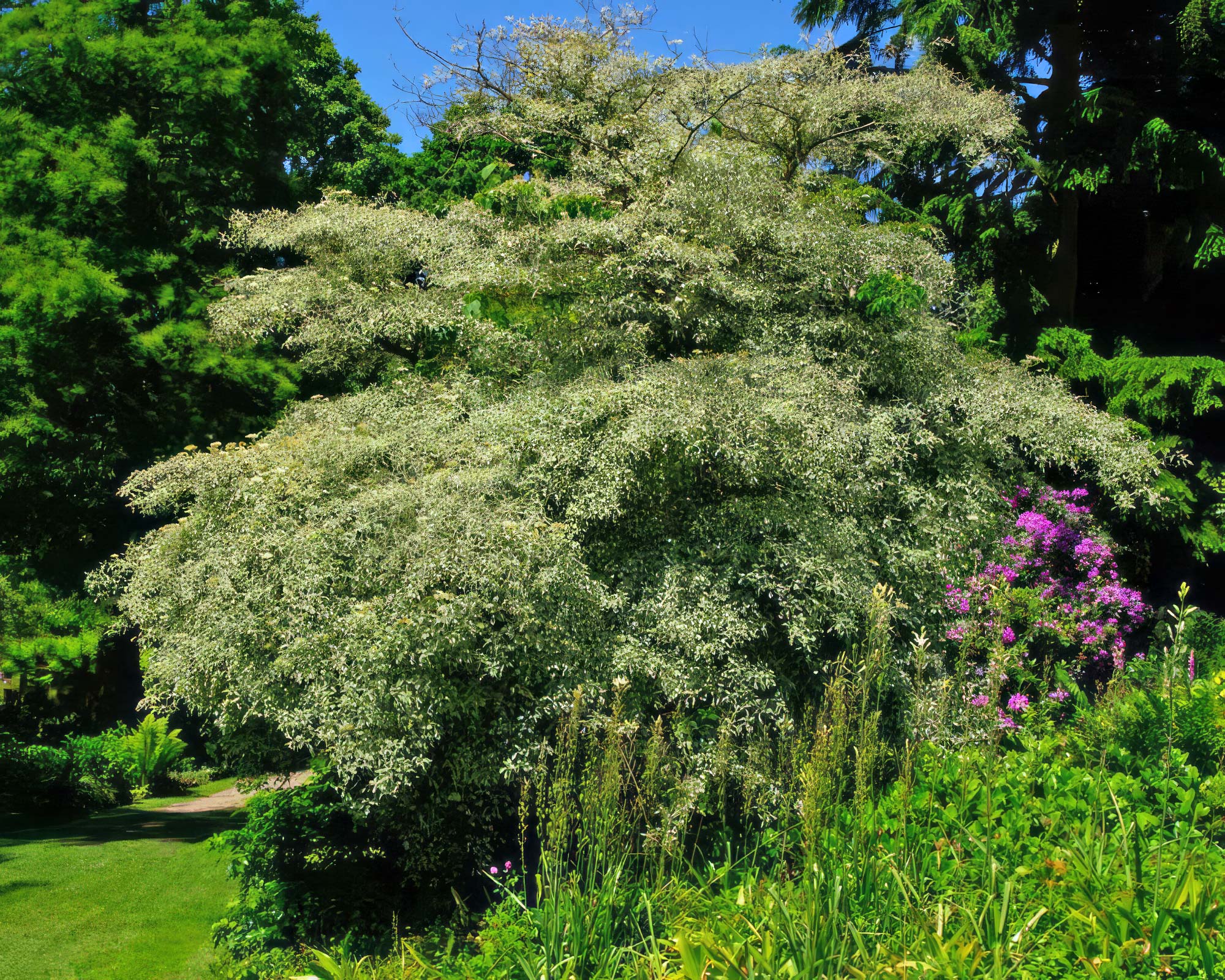 Cornus alternifolia Argentea - Beth Chatto Gardens