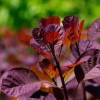 Deep Maroon leaves of Cotinus Grace - Beth Chatto Gardens