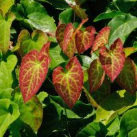 Epimedium x perralchicium Frohn Leiten - dense groundcover in Water Garden beds - Beth Chatto Garden