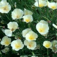 Pale yellow flowers of Eschscholzia californica Lemon - The Gravel Garden - Beth Chatto Gardens