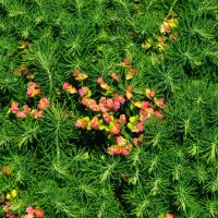 Euphorbia cyparisias with spruce-like leaves and clusters of small red-orange bracts - Beth Chatto G