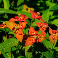 The bright orange bracts of Euphorbia griffithii Fireglow - Beth Chatto Gardens