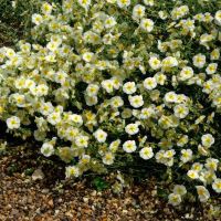 Cream flowers with yellow centres Helianthemum The Bride - Beth Chatto Garden