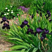 The Deep Purple to Black flowers of Iris Black Swan The Gravel Garden Beth Chatto Gardens