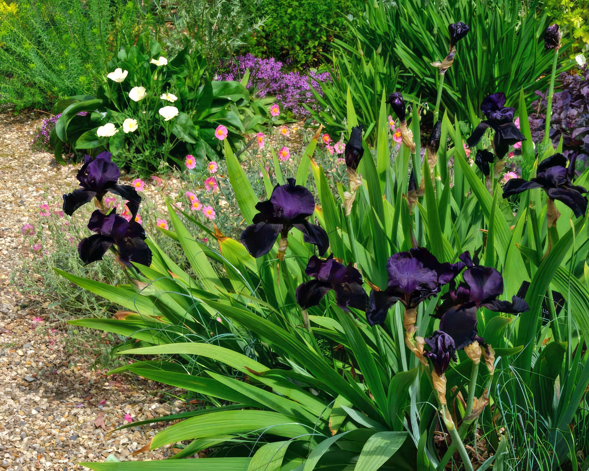 The Deep Purple to Black flowers of Iris Black Swan The Gravel Garden Beth Chatto Gardens