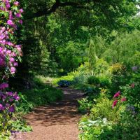 The Long Shady Walk lined with Rhododendron and woodland flowers in spring and summer - Beth Chatto