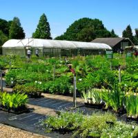 The nursery has for sale a large selection of plants growing in the gardens - Beth Chatto Gardens