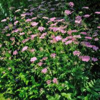 Pimpinella Major Rosea - Beth Chatto Gardens