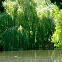 Willows growing on the banks of the reservoir - Beth Chatto Gardens