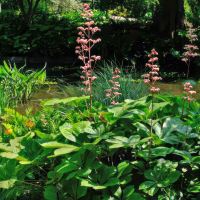 Rodgersia Herkules grows well in a semi shady spot close to the lake - Beth Chatto Gardens