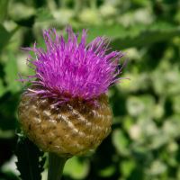 Stemmacantha centauroides - large deep mauve thistle like flowers - Beth Chatto Gardens