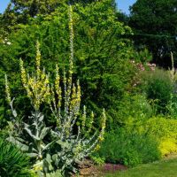 Verbascum Bombyciferum candelabra shaped flower spikes with yellow flowers leaves and stems have a s