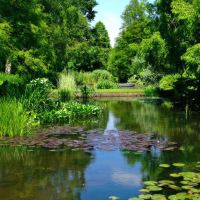 The Water Garden - Beth Chatto Gardens