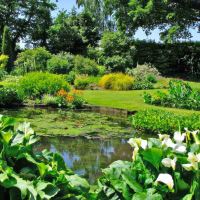 The Water Garden Beth Chatto Gardens