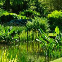 The Water Garden - Beth Chatto Gardens