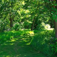 Woodland Garden - Beth Chatto Gardens