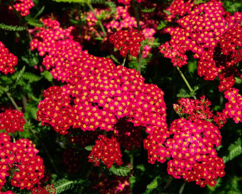 Achillea Paprika - Sir Harold Hillier Gardens