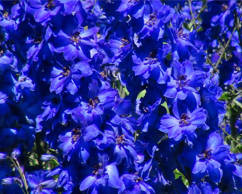 Harold Hillier Gardens - Delphinium Faust