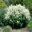 Persicaria alpina - Sir Harold Hillier Gardens