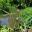 Dragonfly sculpture hovers next the pond at Sir Harold Hillier Gardens