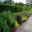 Colourful borders at Wollongong Botanic Gardens