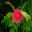 Calliandra haemacetophala at Wollongong Botanic Gardens