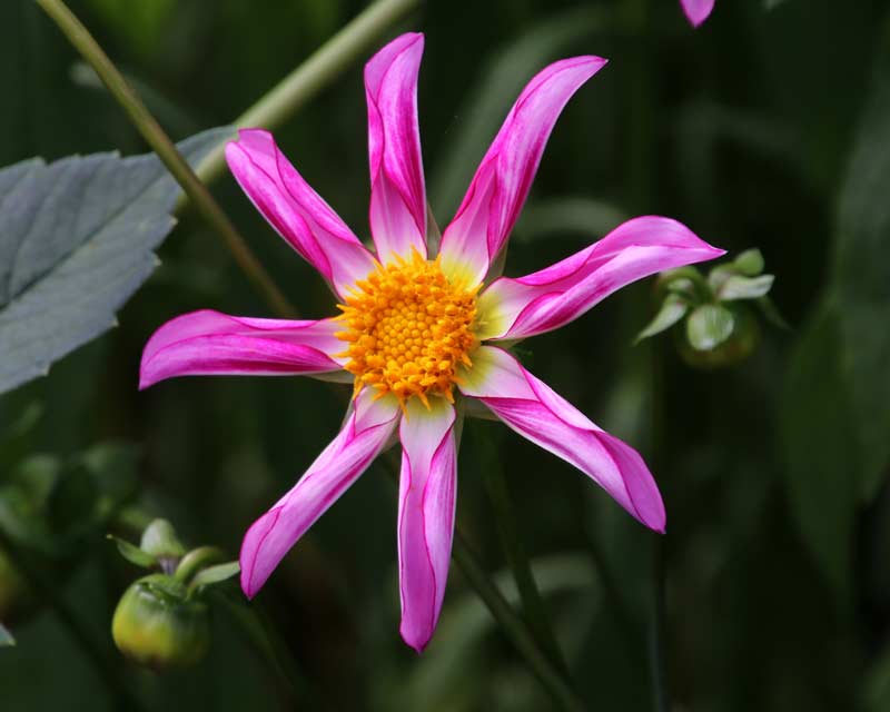 Brightly coloured Dahlias - Lytes Cary Manor Gardens