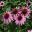 Echinacea purpurea - bright pink daisy-like flowers in main flower bed