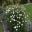 Cream Achillea flowers - Lytes Cary Manor Gardens