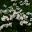 A mass display of white Cosmos in the White Garden - Sudeley Castle